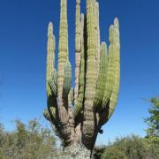 Le plus grand cactus actuel dans son milieu est :