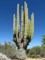 Le plus grand cactus actuel dans son milieu est :