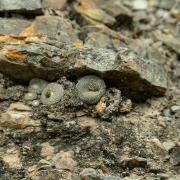 A quel genre appartient le plus petit cactus du monde (diamètre 2cm max dans l'habitat) ?