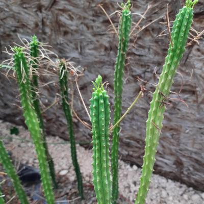 Euphorbia clava