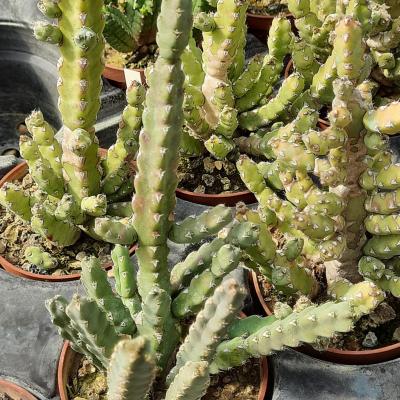 Euphorbia debilispina