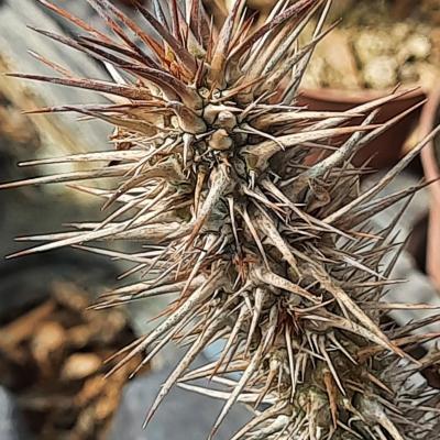 Euphorbia didieroides