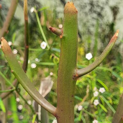 Euphorbia enterophora ssp.crassa