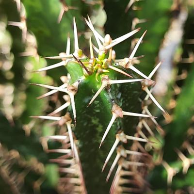 Euphorbia excelsa