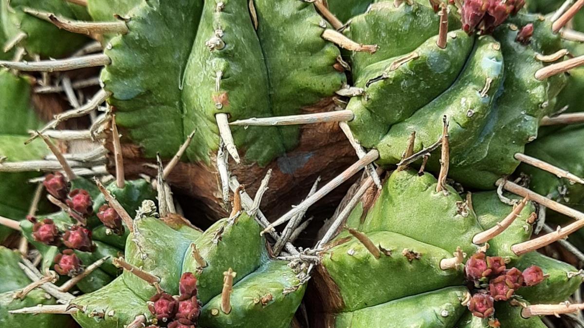 Euphorbia