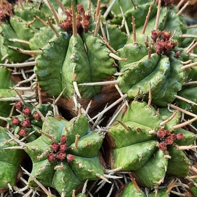 Euphorbia meloformis var.caespitosa