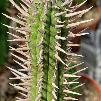 Euphorbia ferox