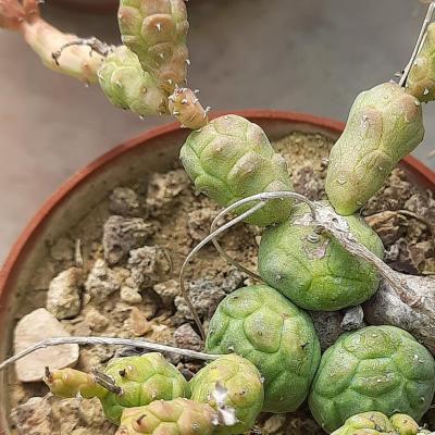 Euphorbia globbosa