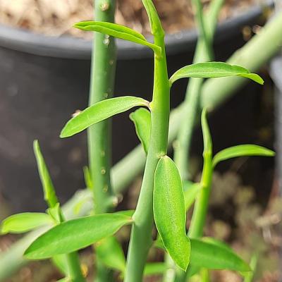 Euphorbia gossypina