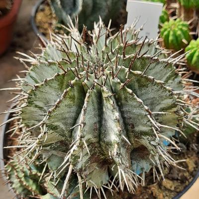 Euphorbia horrida  alba