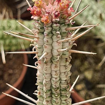 Euphorbia mammillaris variegata