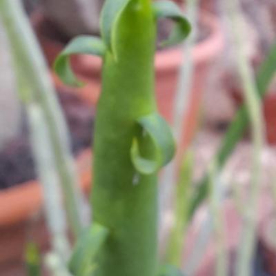 Euphorbia gummifera