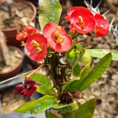 Euphorbia milii