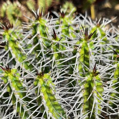 Euphorbia mitriformis