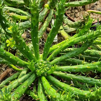 Euphorbia muirii