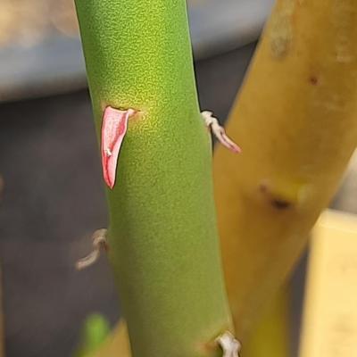 Euphorbia nubica