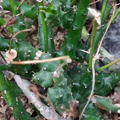 Euphorbia ornithopus