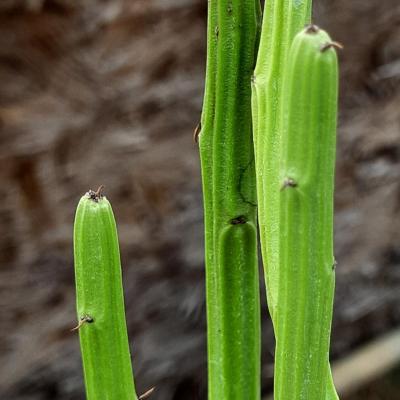 Euphorbia phosphorea