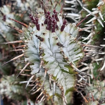 Euphorbia polygona var.nivea