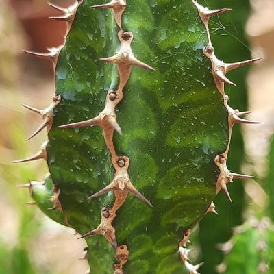 Euphorbia pseudocactus