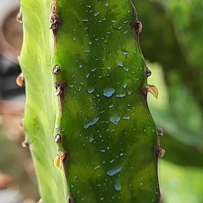 Euphorbia pseudocactus littoniana