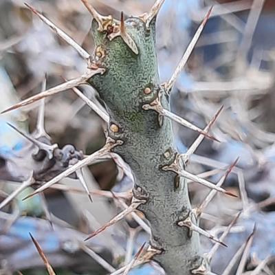 Euphorbia similiramea