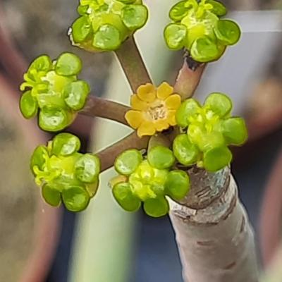 Euphorbia stolonifera