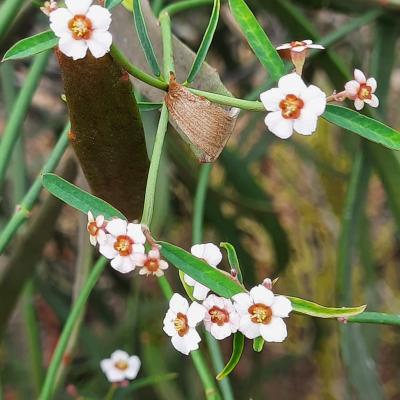 Euphorbia xanthii