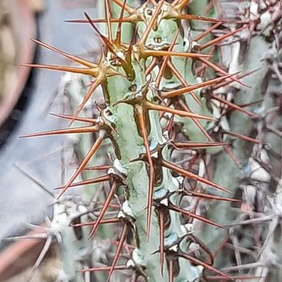 Euphorbia aeruginosa