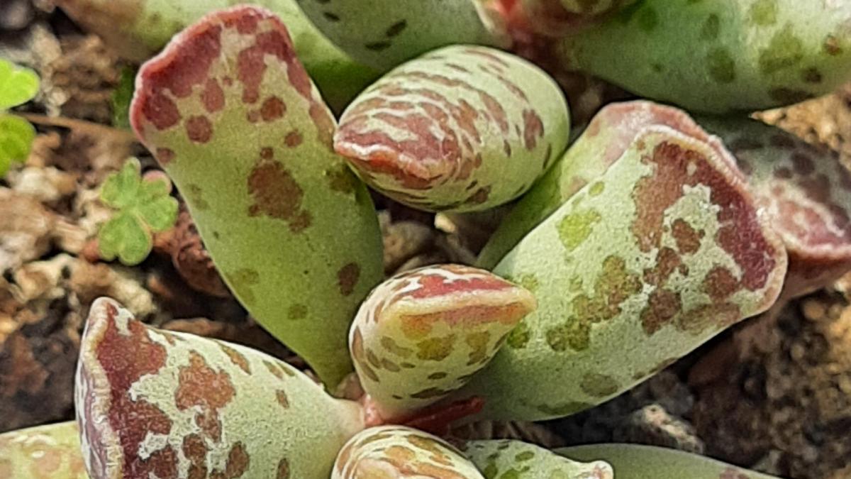 Adromischus