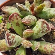 Adromischus cooperii