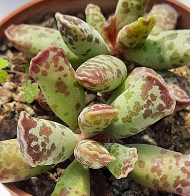 Adromischus cooperii