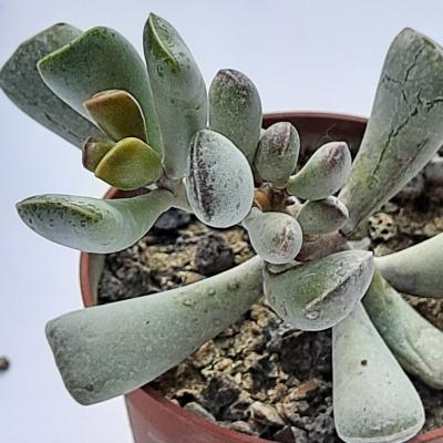 Adromischus truncatus