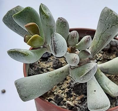 Adromischus truncatus