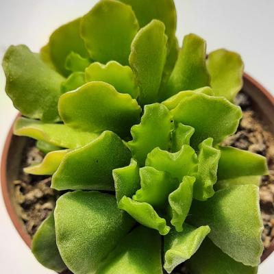 Adromischus cristatus zeyheri