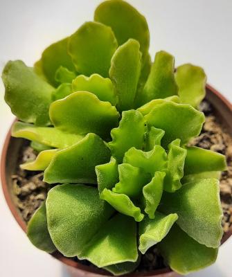 Adromischus cristatus zeyheri