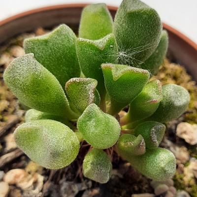 Adromischus cristatus v.shoenlandii