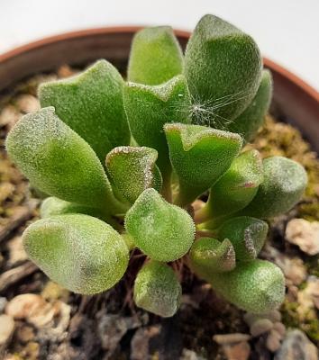 Adromischus cristatus shoenlandii