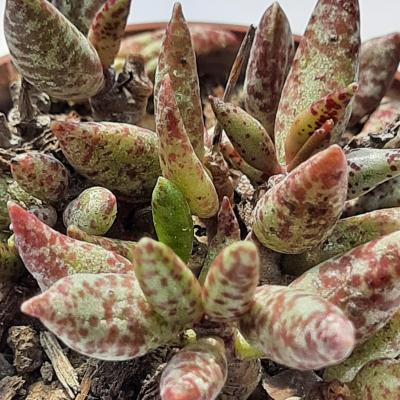 Adromischus filicaulis 