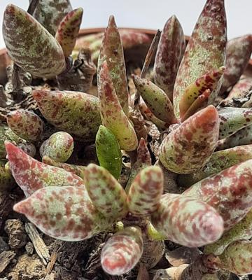 Adromischus filicaulis 