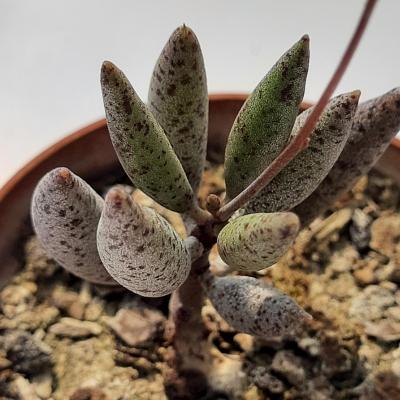 Adromischus filicaulis