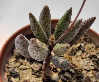 Adromischus filicaulis