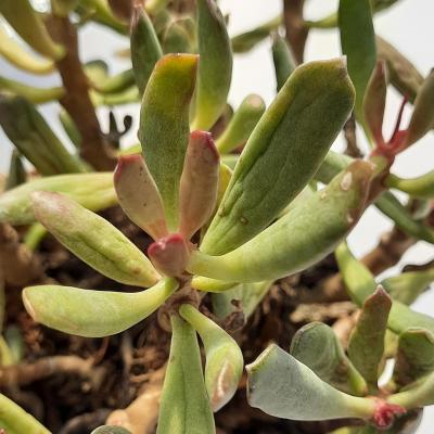 Adromischus halesowensis