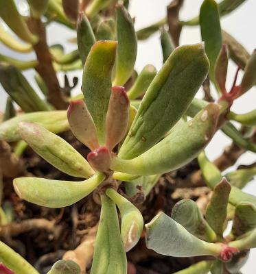 Adromischus halesowensis
