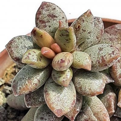 Adromischus hemisphaericus