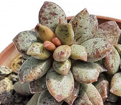 Adromischus hemisphaericus