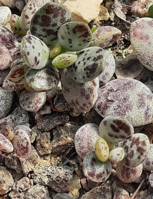 Adromischus hemiphaericus Buch Twins