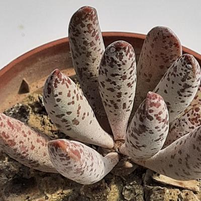 Adromischus mammillaris 