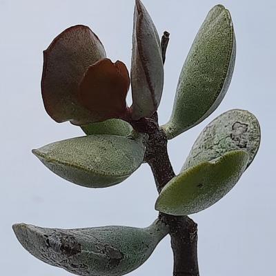 Adromischus roanianus