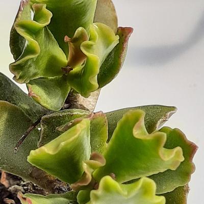 Adromischus stephanophyllus